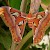 A female Atlas moth (Attacus atlas), London Zoo, London (Photo by Nevit Dilmen)