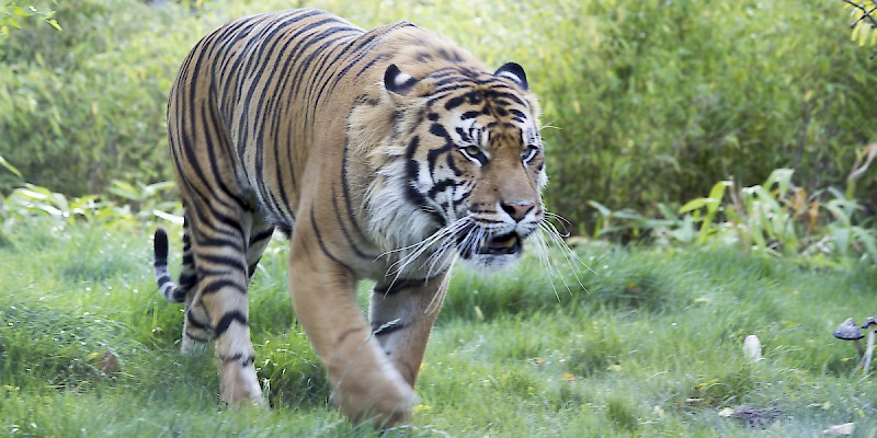 A Sumatran tiger (Panthera tigris sumatrae) at the London Zoo (Photo by Katie Chan)