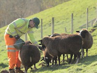 Get up close and personal with some of those Scottish sheep on a WWOOF adventure