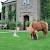 One of the farm animals you are likely to see, Toghill House Farm, Bath (Photo courtesy of the property)