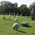Sheep graze amongst the monoliths of Avebury, Avebury, Salisbury and Stonehenge (Photo by Mboesch)