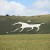 , Alton Barnes white horse, Salisbury and Stonehenge (Photo by Matthew Black)